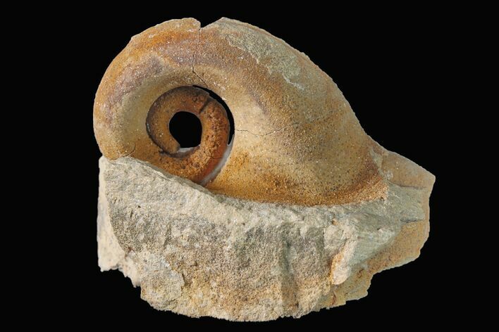 Ordovician Gastropod (Salpingostoma) Fossil - Wisconsin #162975